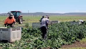 Sementara kuota yang ditetapkan oleh pemerintah australia terbatas. Australia Umumkan Perubahan Pada Kondisi Visa Backpacker