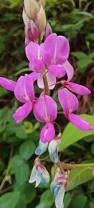 Image result for Desmodium scorpiurus