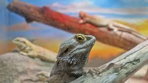 Bearded dragon lighting and humidity the brighter your tank, the happier your bearded dragon will be. Bearded Dragons For Sale Morphmarket Usa