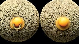 These Incredibly Suggestive Pictures Of Literal Food Porn Are Totally Safe  For Work - Fast Company