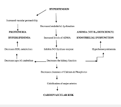 flow chart showing hypertension related to kidney