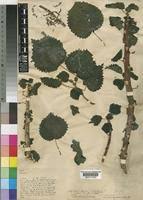 Image result for Obetia