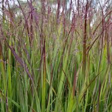 Image result for Panicum nervatum