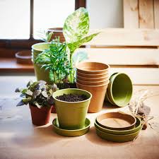 It can be planted in containers as well! Bamboo And Rice Pots Saucers And Seed Trays Dobies