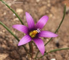 Image result for eustoma Balboa