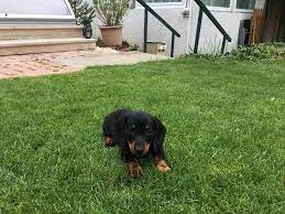 In far cr6 there are some cute doggos, but can you pet them? My Dog Is In The New Far Cry 6 Farcry
