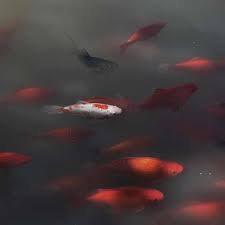 You can easily compare and choose from the 10 best algaecide for fountains for you. Fish Safe Algae Control At The Pond Guy