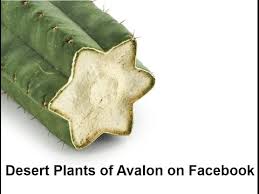 Organ pipe cacti cuttings have. How To Tell When A Columnar Cactus Cutting Has Taken Root Youtube