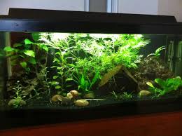 Pin On Aquariums