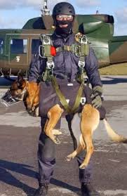 The breeds that are bred for working purposes, are mostly the ones with a very determined personality and therefore sometimes stubborn. The Dog That Cornered Osama Bin Laden German Shepherd Country