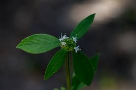 Image result for Spermacoce ocymoides