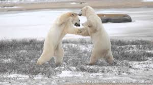 The instinct that surprised me the most about parenting was my mama bear instinct. Polar Bear Behavior Polar Bears International