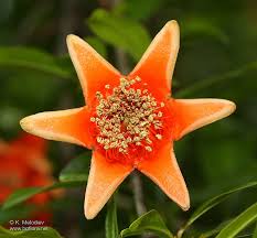 Image result for Punicaceae