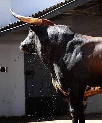 Pin By Clifford On Toros Bull Pictures Bull Animals