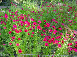 What to plant in october garden. Az Plant Lady S October Garden To Do List Plants Plants For Planters August Garden Checklist