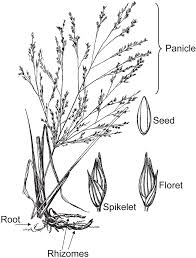 Search a wide range of information from across the web with superdealsearch.com Switchgrass A Native Warmseason C 4 Grass Illustrating Some Of The Download Scientific Diagram