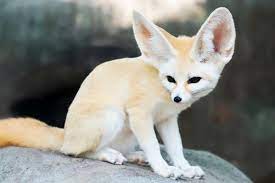 The fennec fox loses body heat through the ears. Fennec Fox Facts As Striking As Their Signature Ears Lovetoknow