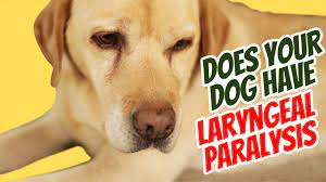 Laryngeal Paralysis Sounds And Natural Remedies Youtube