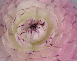 In The Studio Beautiful Ranunculuses White Ranunculus Flower Images Flowers