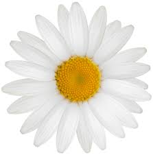 White Daisy Png Clipart Daisy Image Daisy Clip Art