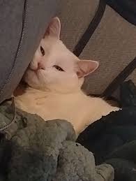 Ghostie Update* I have started the storyline for Ghostie, and I wanted to  share it with you. -When Tabby and Kitty Fink got their foster license,  they never imagined that their first