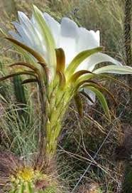 Image result for Antherotoma angustifolia