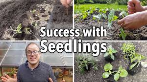 Be sure to also protect your step 8: Transplanting Seedlings How And When To Transplant The Old Farmer S Almanac