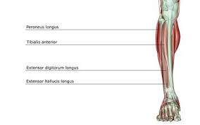 Below are two human body muscle diagrams, showing the front and. The Anatomy Of The Lower Leg Muscles