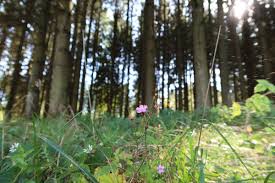People use the word freely. Ferien Mitmachaktion Waldverjungung Am 10 August 2021 Im Gemeindewald Gemeinde Petershausen