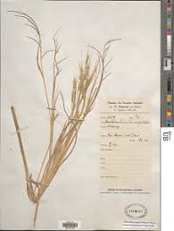 Image result for Loudetia kagerensis