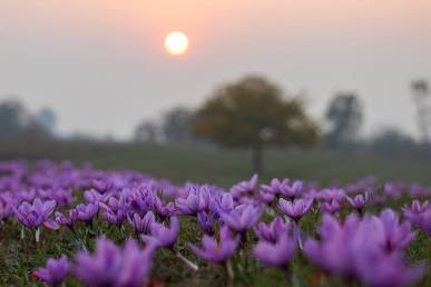 Pampore saffron fields at autumn harvest, AI generated