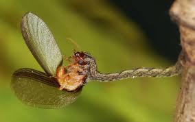 Image result for Eupithecia lanceata