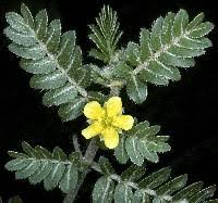 Image result for Zygophyllaceae