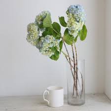 生花】期間限定!大島のアジサイ(青)30cm～1本に一輪つき【OT】 - 花材通販はなどんやアソシエ