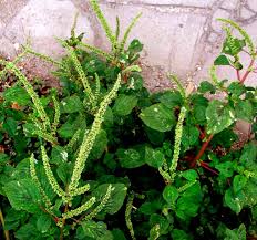 Image result for Amaranthus spinosus