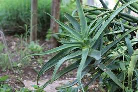 Aloe Vera Pflanze Pflege Anleitung Gartendialog De In 2020 Aloe Vera Pflanze Pflege Aloe Vera Pflanze Pflanzen