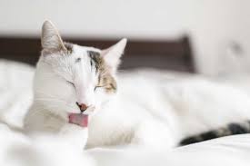 kedilerin koku birakmasi nasil onlenir kedi kokusu
