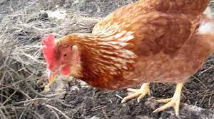 Maybe you would like to learn more about one of these? Chickens Feed Eating Bugs And Worms Youtube