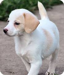 Search our free chihuahua dog classifieds ads by owner. Kalamazoo Mi Chihuahua Meet Carly A Pet For Adoption