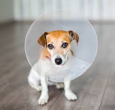 In a female animal, spaying consists of removing the ovaries or uterus and ovaries. Why You Should Consider Not Spaying Or Neutering Your Dog Baxterboo