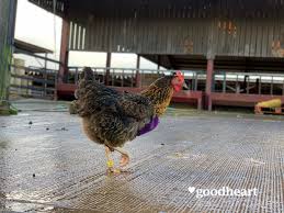 The most delicious fruit or vegetable is the one you plant yourself, or with your family.. Have You Met Lulu The Hen Goodheart Animal Sanctuaries Facebook