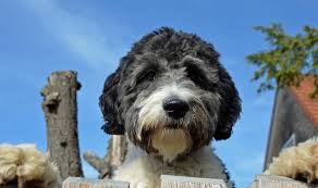 the plete aussiedoodle dog guide