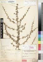 Image result for Asparagus suaveolens