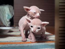 Newborn Sphinx Photos Free Royalty Free Stock Photos From Dreamstime