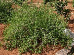 Image result for Acalypha fruticosa