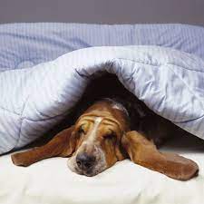 13 Laziest Dog Breeds French Bulldog Basset Hound And More