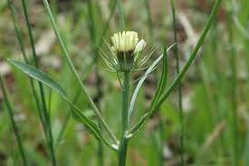 Image result for Tolpis capensis