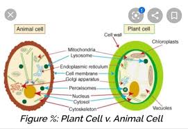 Maybe you would like to learn more about one of these? Mention Four Difference Between Plant Cell And Animal Cell Brainly In