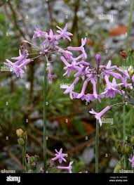 Image result for Tulbaghia acutiloba