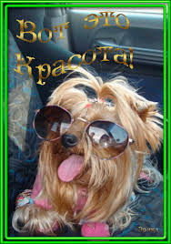 ÐÐ¾ÑÐ¾Ð¶ÐµÐµ Ð¸Ð·Ð¾Ð±ÑÐ°Ð¶ÐµÐ½Ð¸Ðµ